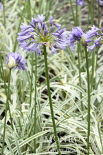 Load image into Gallery viewer, Agapanthus, Silver Moon #1