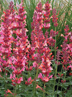 Load image into Gallery viewer, Agastache, Kudos Ambrosia #1