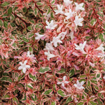 Load image into Gallery viewer, Abelia, Angel's Blush #2
