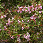 Load image into Gallery viewer, Abelia, Edward Goucher #3