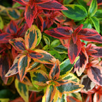 Load image into Gallery viewer, Abelia, Kaleidoscope #3