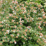 Load image into Gallery viewer, Abelia, Little Richard #3