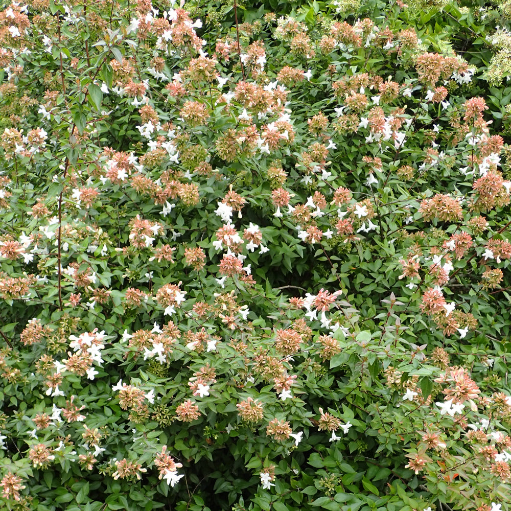 Abelia, Little Richard #3
