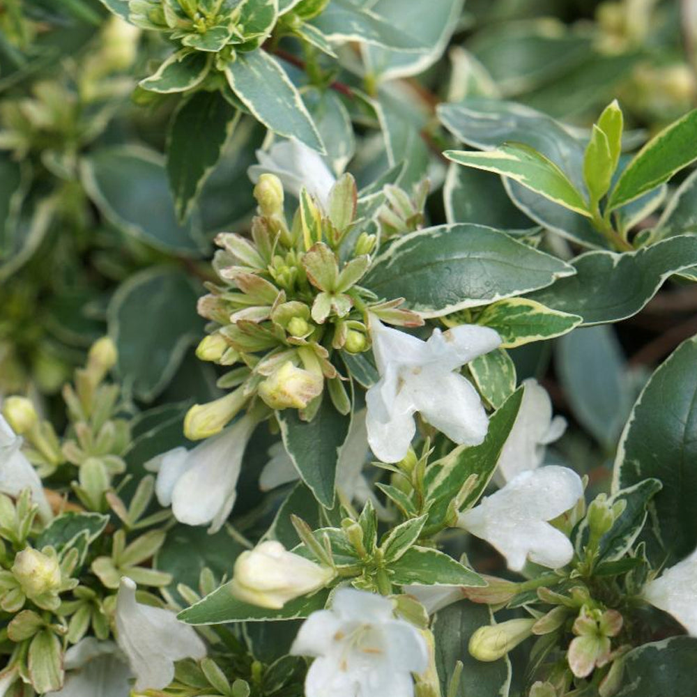 Abelia, Lucky Lots #2
