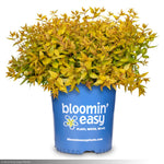 Load image into Gallery viewer, Abelia, Mango Twist #3