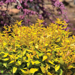 Load image into Gallery viewer, Abelia, Mango Twist #3