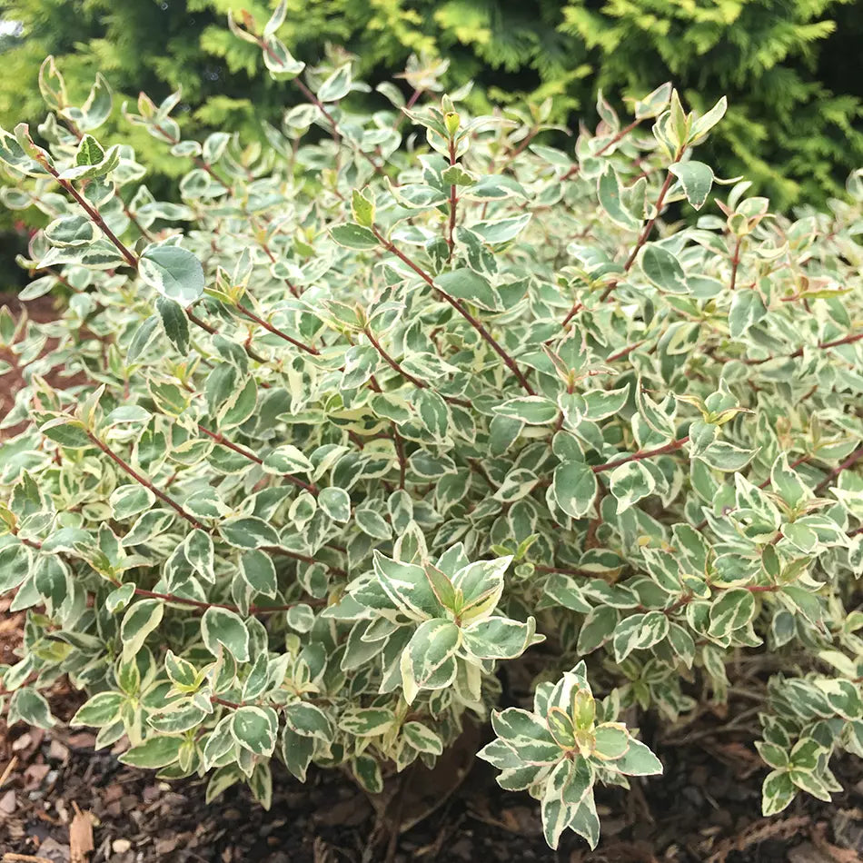 Abelia, Radiance #3