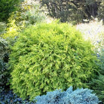 Load image into Gallery viewer, Arborvitae, Golden Globe #3