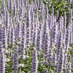 Load image into Gallery viewer, Agastache, Blue Fortune #1