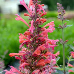 Load image into Gallery viewer, Agastache, Kudos Coral #1