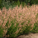 Load image into Gallery viewer, Agastache, Meant to Bee Queen Nectarine #1