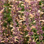 Load image into Gallery viewer, Agastache, Meant to Bee Queen Nectarine #1