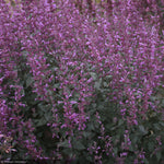 Load image into Gallery viewer, Agastache, Meant to Bee Royal Raspberry #1
