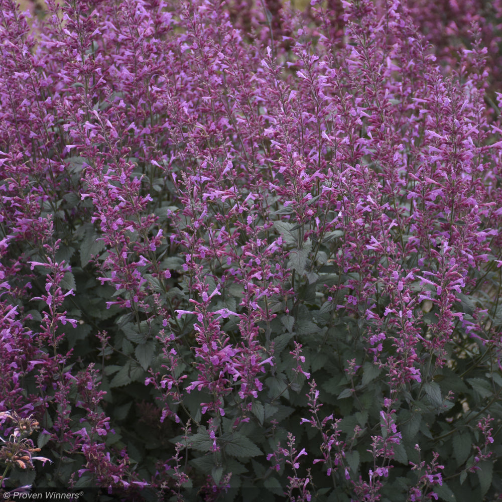 Agastache, Meant to Bee Royal Raspberry #1