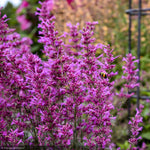 Load image into Gallery viewer, Agastache, Meant to Bee Royal Raspberry #1