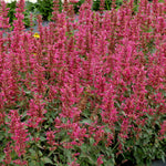 Load image into Gallery viewer, Agastache, Morello #1