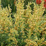 Load image into Gallery viewer, Agastache, Kudos Yellow #1