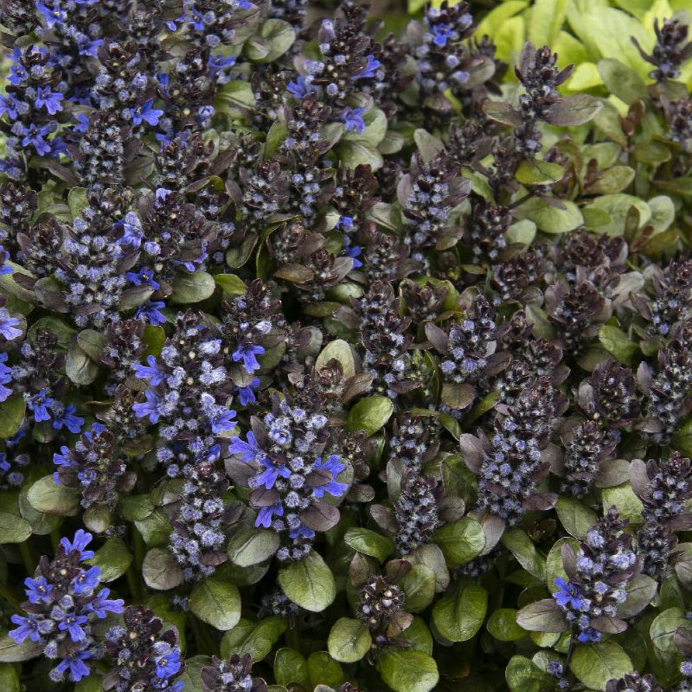 Ajuga, Blueberry Muffin #1
