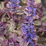 Load image into Gallery viewer, Ajuga, Burgundy Glow Flat of 50