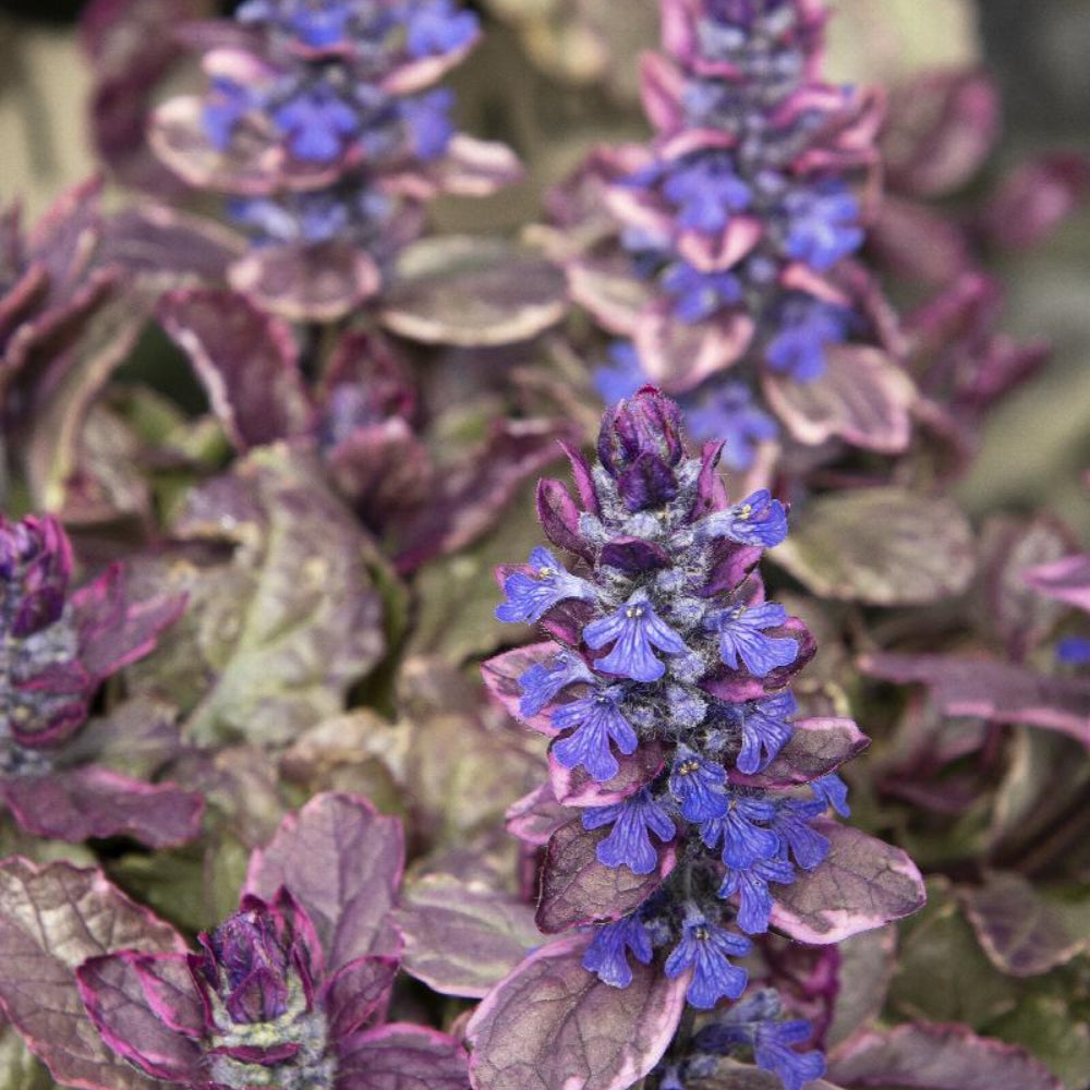 Ajuga, Burgundy Glow Flat of 50