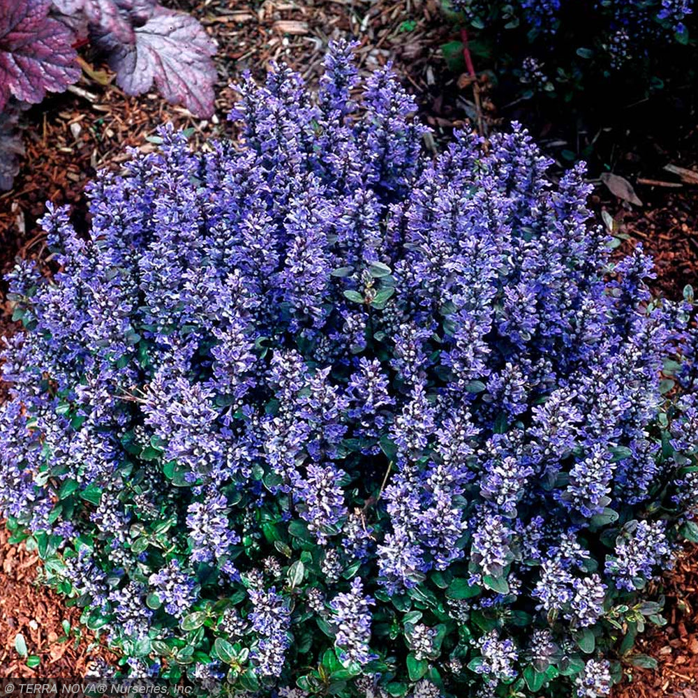 Ajuga, Chocolate Chip Qt