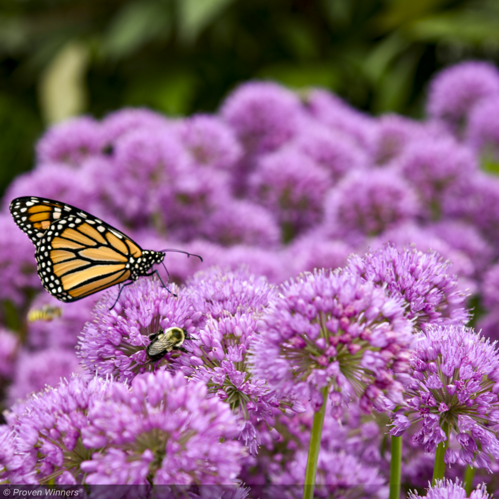 Allium, Serendipity #1
