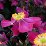 Load image into Gallery viewer, Anemone, Red Riding Hood #1