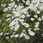 Load image into Gallery viewer, Anemone, Honorine Jobert #1