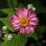 Load image into Gallery viewer, Anemone, Pamina #1