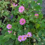 Load image into Gallery viewer, Anemone, Pamina #1