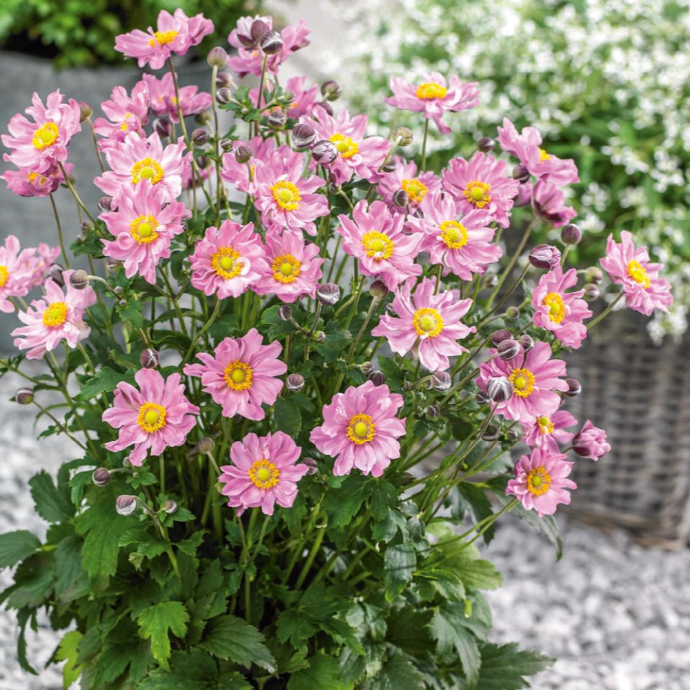 モモンガハウス(花柄・水彩タッチ)  ボア   1850円 Anemone, Fantasy Pocahontas #1 – Greenwood Creek Nursery