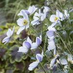 Load image into Gallery viewer, Anemone, Wild Swan #1