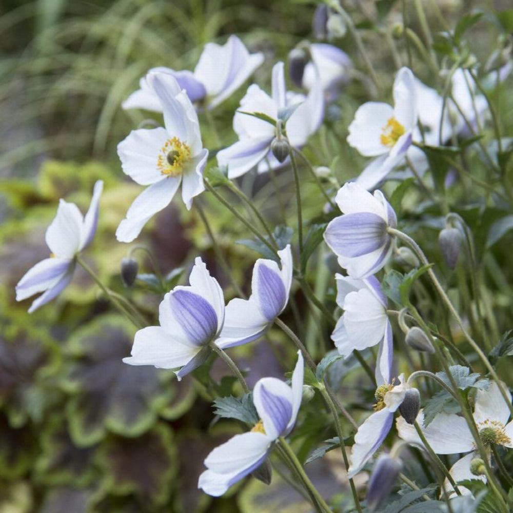 Anemone, Wild Swan #1