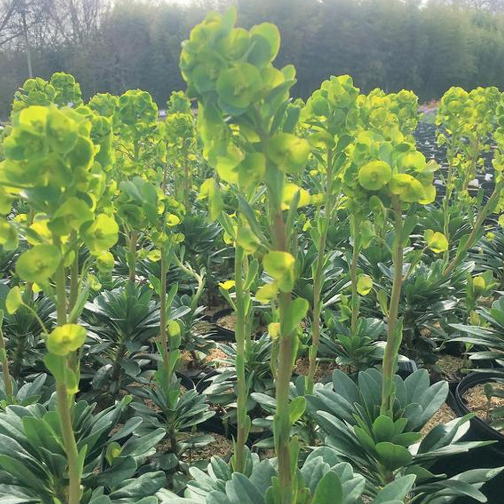 Annual, 4.5" Euphorbia