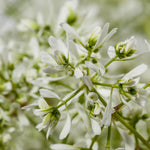 Load image into Gallery viewer, Annual, 4.5" Euphorbia