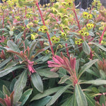 Load image into Gallery viewer, Annual, 4.5" Euphorbia