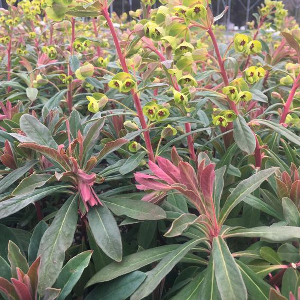 Annual, 4.5" Euphorbia
