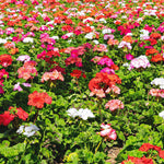 Load image into Gallery viewer, Annual Patio Pot Geranium 12"