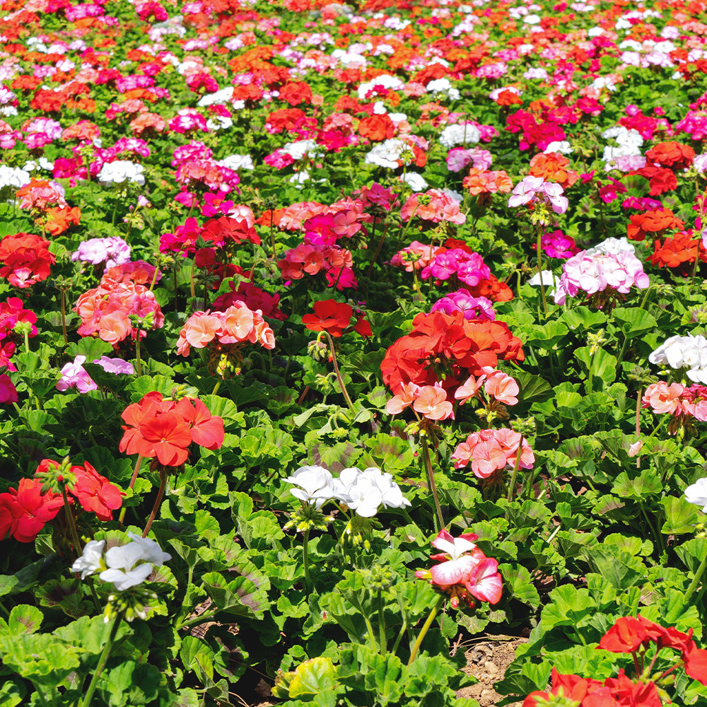 Annual Patio Pot Geranium 12"