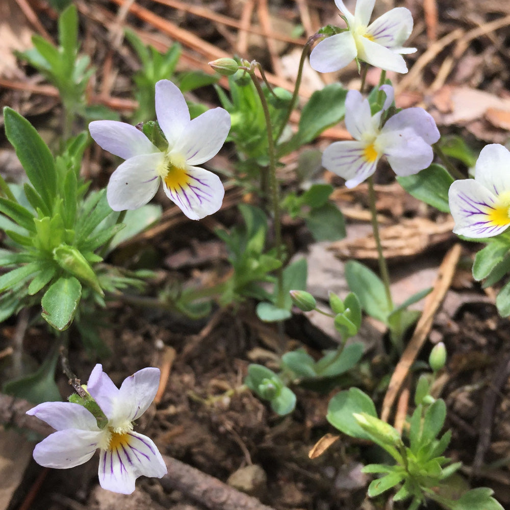 Annual Pansy/Viola 6" Pot