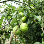 Load image into Gallery viewer, Apple, Granny Smith #7