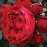 Load image into Gallery viewer, Rose, Arborose Florentina #2