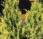 Load image into Gallery viewer, Arborvitae, 4Ever Goldy #7