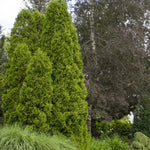 Load image into Gallery viewer, Arborvitae, Degroot's Spire #5