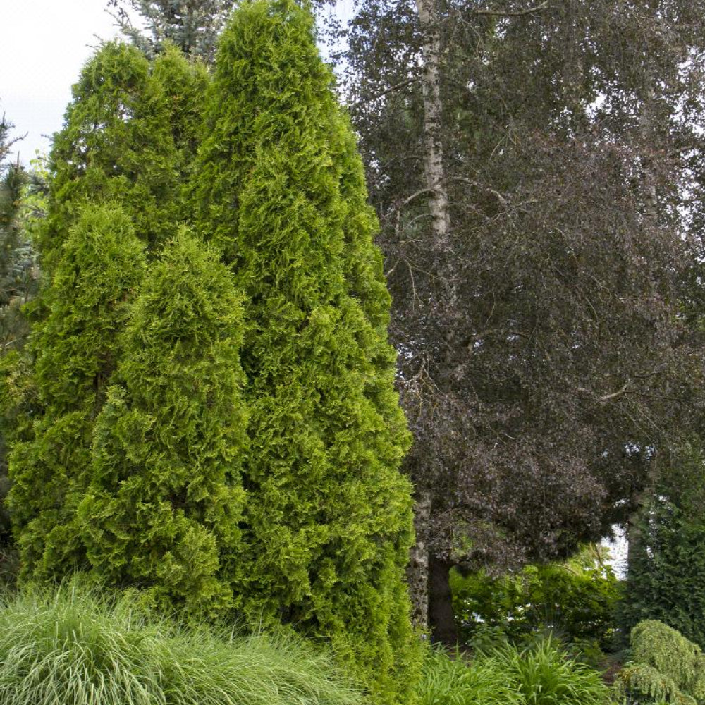 Arborvitae, Degroot's Spire #5