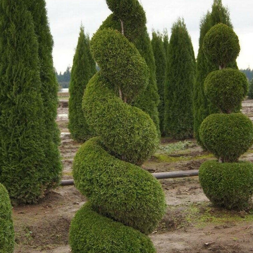 Arborvitae, Emerald Green #6 Spiral – Greenwood Creek Nursery