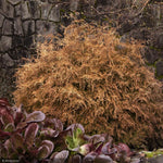 Load image into Gallery viewer, Arborvitae, Fire Chief #2