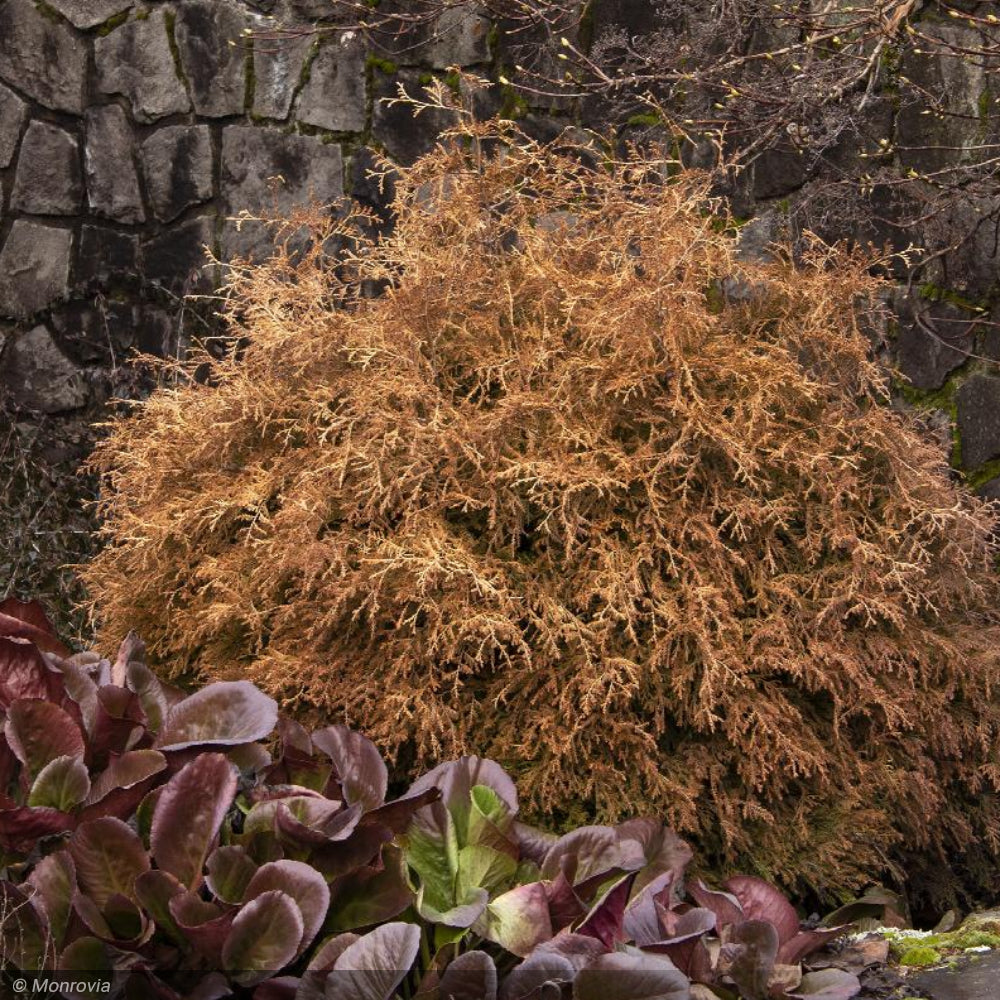 Arborvitae, Fire Chief #2