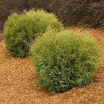 Load image into Gallery viewer, Arborvitae, Globe Hetz Midget #3