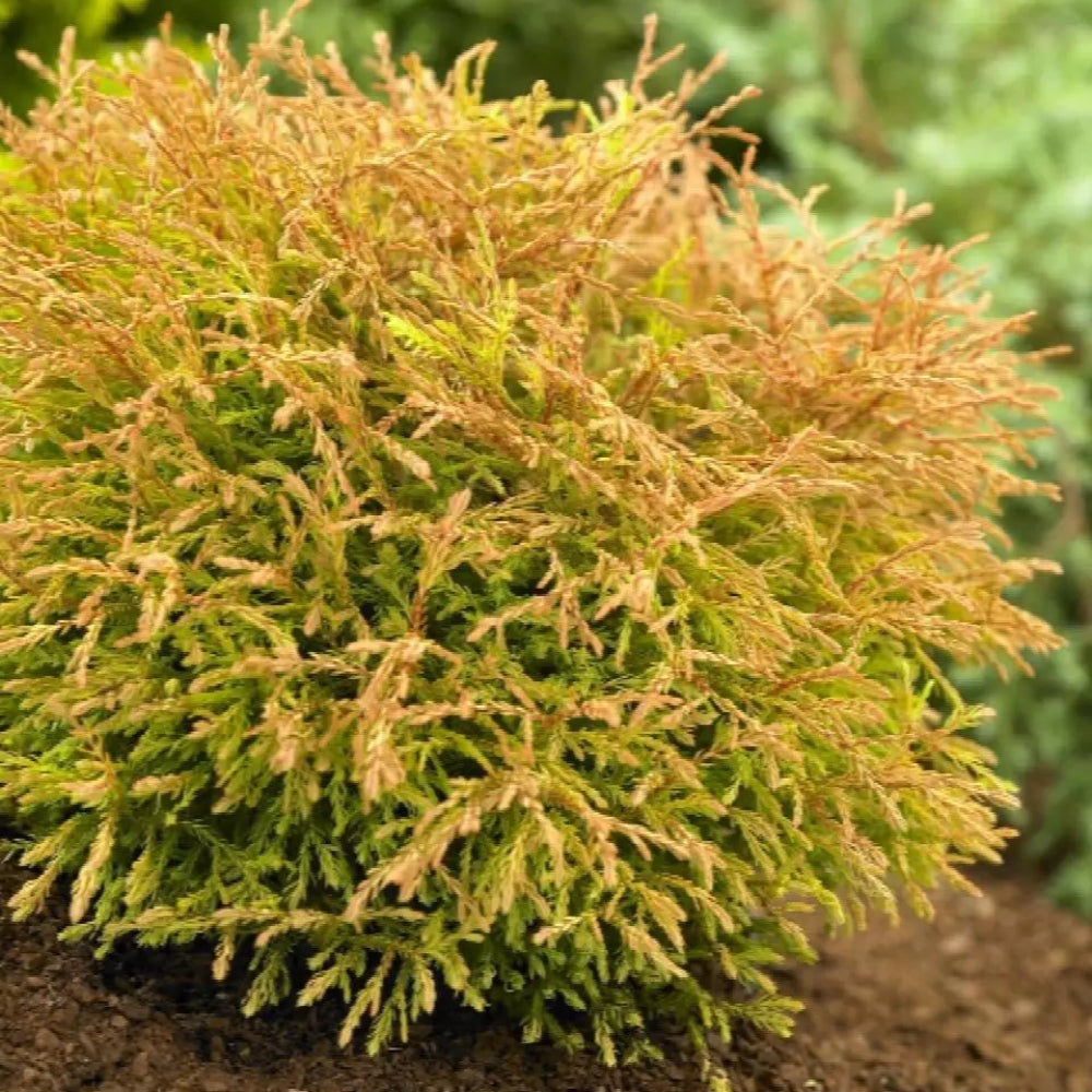 Arborvitae, Golden Tuffet #2 – Greenwood Creek Nursery